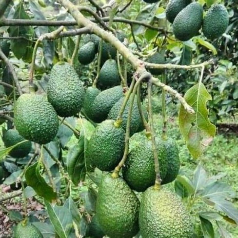 paket 10 bibit alpukat yamagata