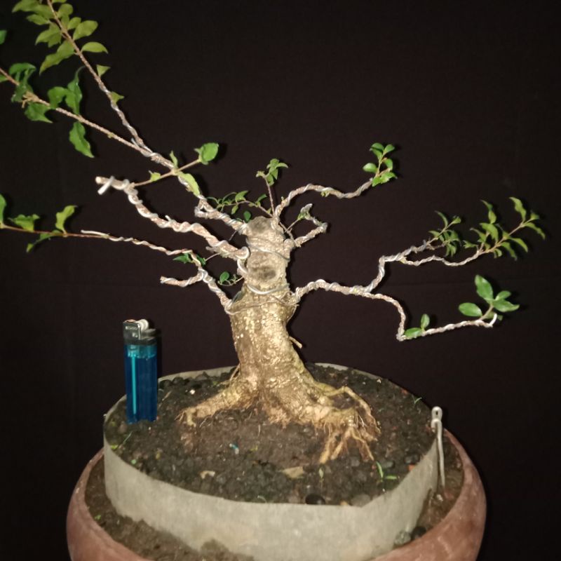 BONSAI SAKURA JEPANG MIKRO SESUAI FOTO