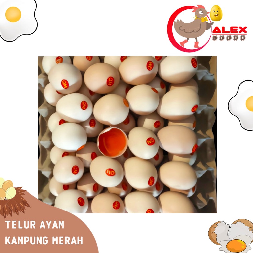 

Telur ayam kampung omega Telur ayam kampung merah