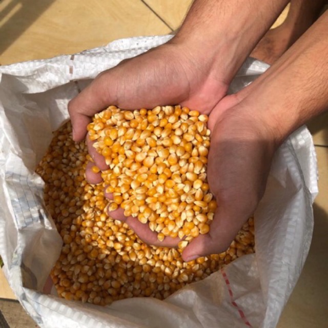 

Jagung Brondong ( Bahan Popcorn Mentah ) Import 500 gram