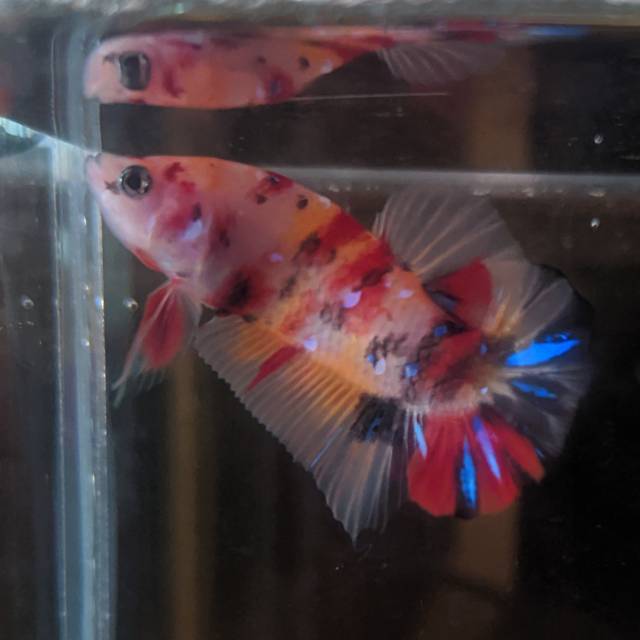 

Cupang Plakat Nemo Multi colour
