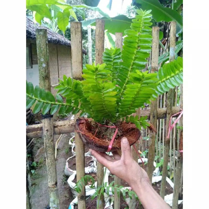 Tanaman Hias Anggrek Kelabang Anggrek Hutan