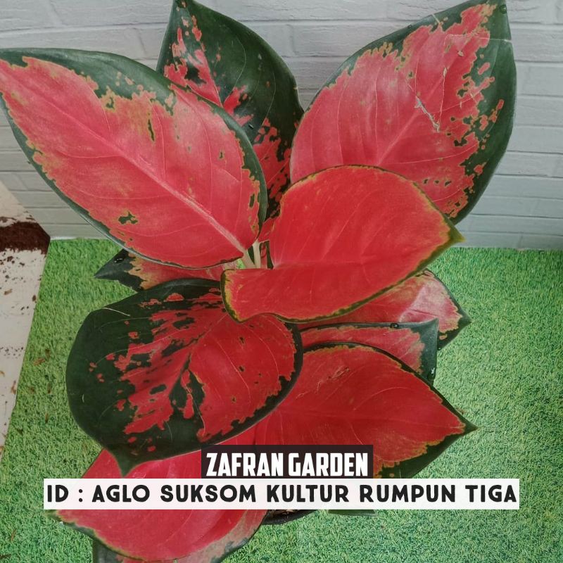 Aglonema suksom Batik