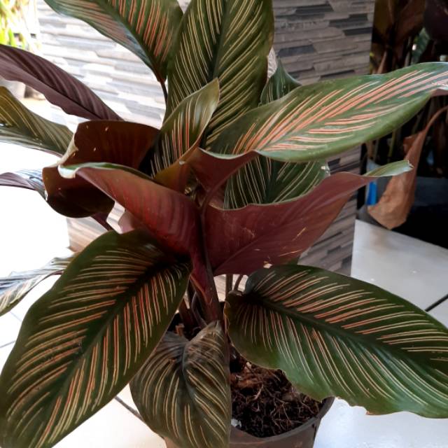  Calathea  Ornata Pink  Strip Tanaman Hias Outdoor Shopee 