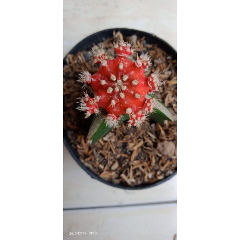 

gymno import