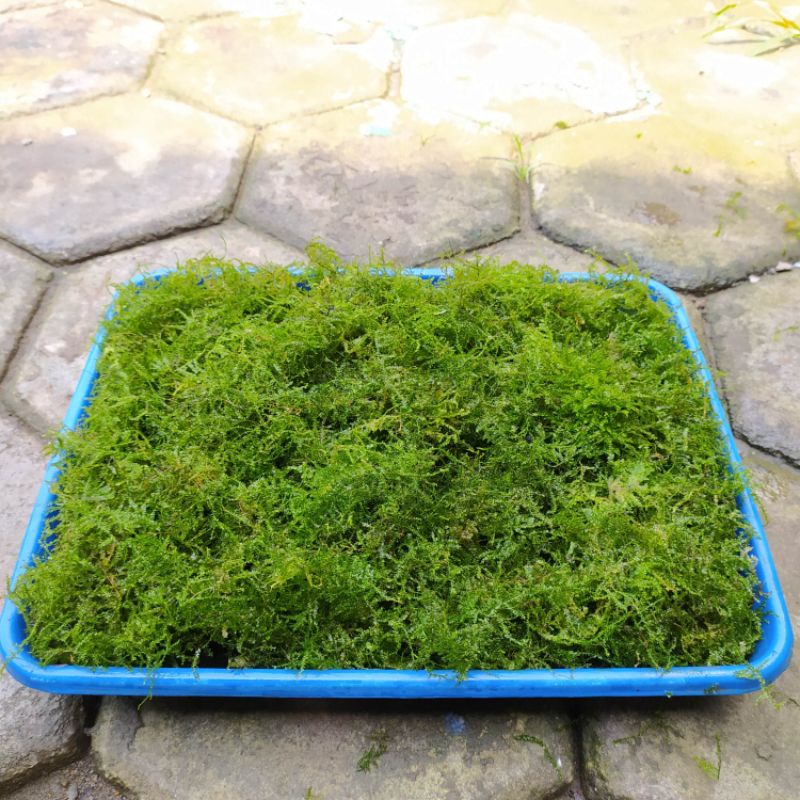 Mini Christmas moss bahan full air moss aquascape