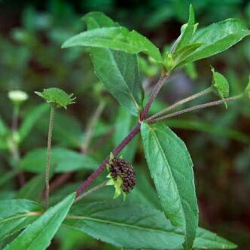 

Daun Urang Aring segar per 500 gram