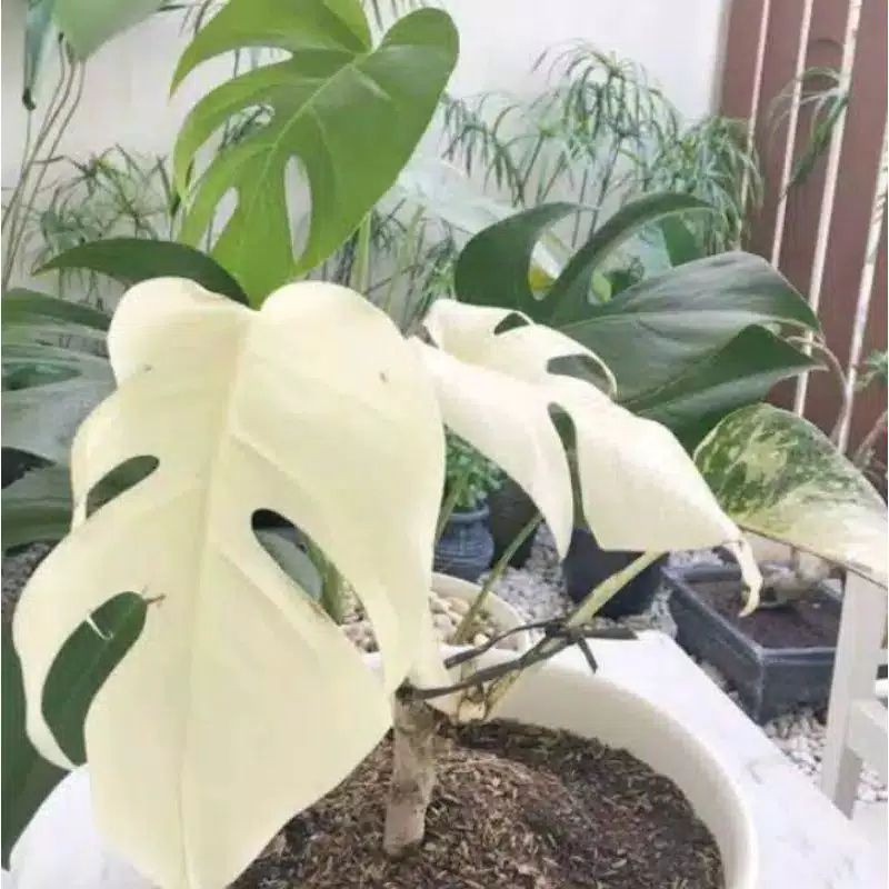 taanaman hias bunga monstera king variegata-bongollan monstera king variegata