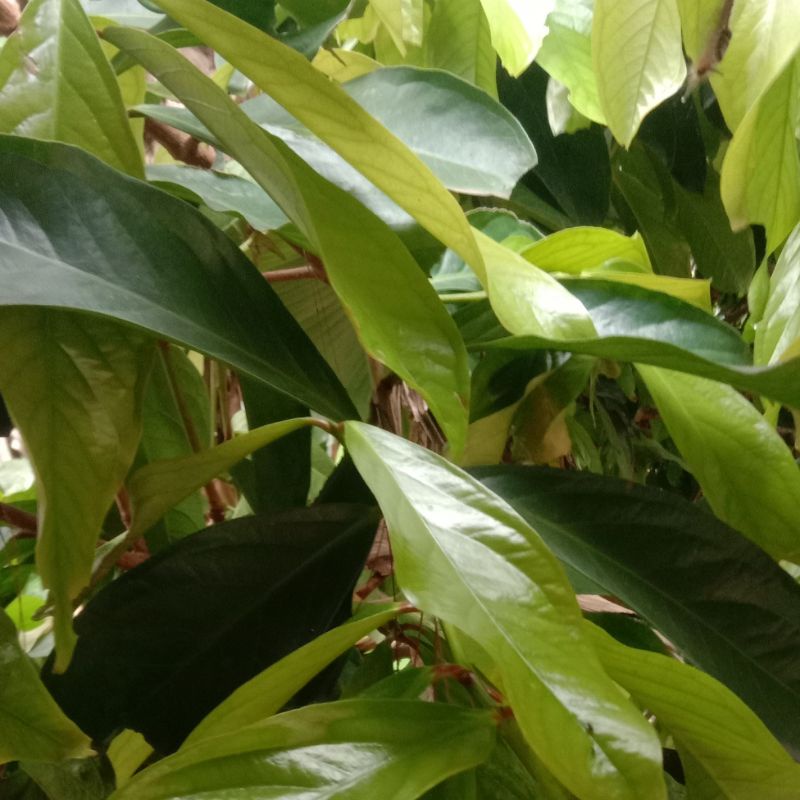 

Daun jambu brajil 500 gram super fresh-az