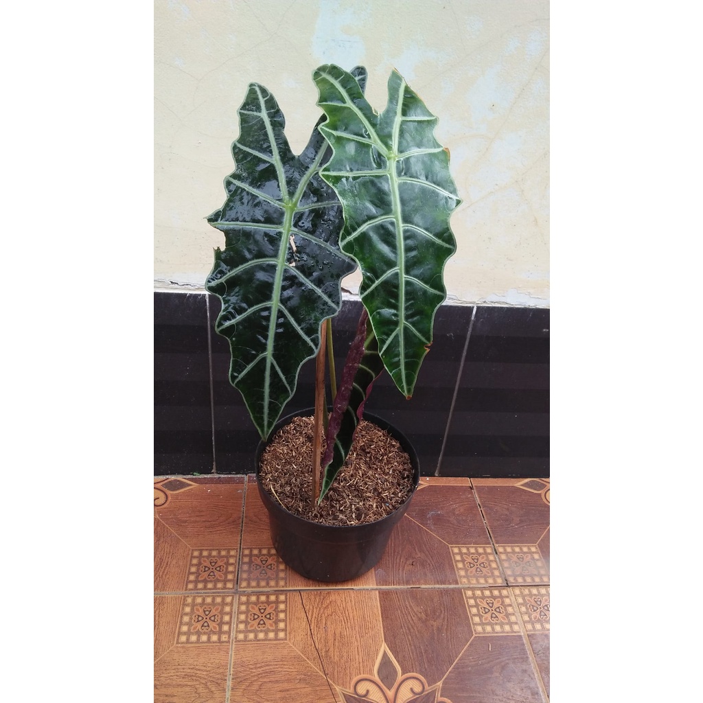 Tanaman hias bunga Alokasia Amazon/Topeng papua murah meriah