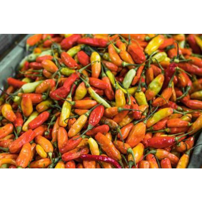 

Paket Usaha Cabe Rawit (Bakulsayuronline)