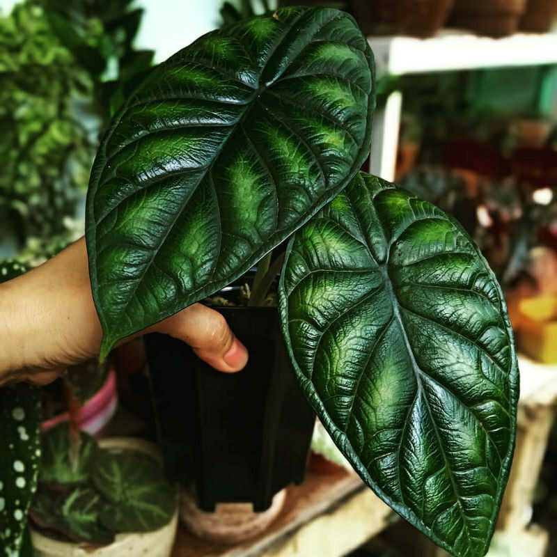 alocasia dragon scale, alocasia reginae