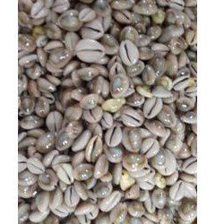 kewuk abu/kewuk kerang laut/1Kg/kewuk biji congklak