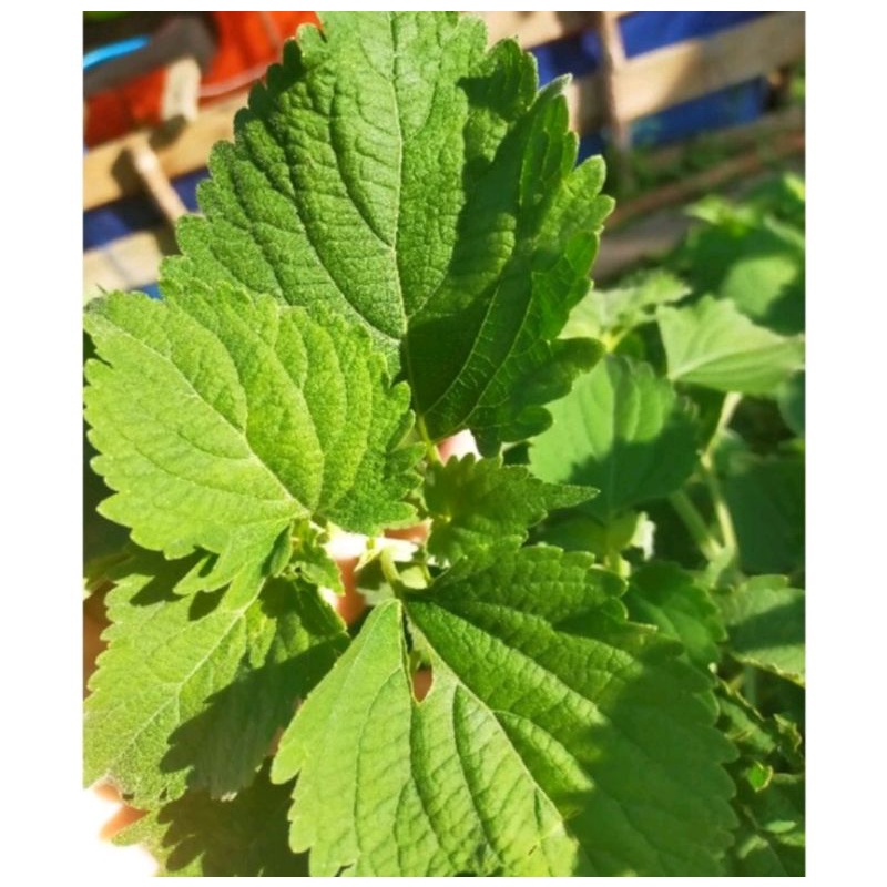 

DAUN MATCHAO / MATCO / MATCAO