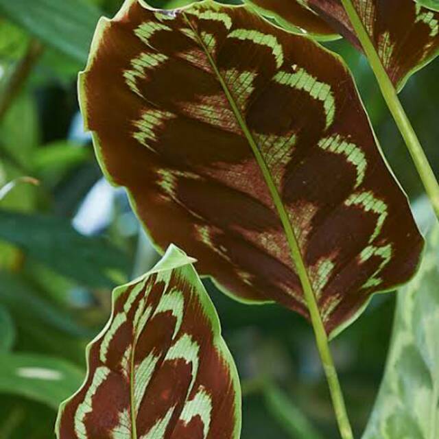 EXO FLORA : Tanaman Hias Calathea Veitchiana/Calathea Merak