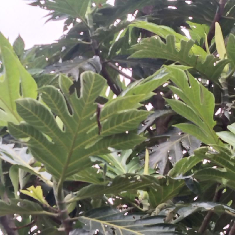 

Daun Sukun Segar fress 500 gram