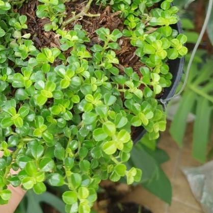 ✭ Pilea pinokkio /pilea depressa tanaman mudah dirawat lucu dan gemes ❁