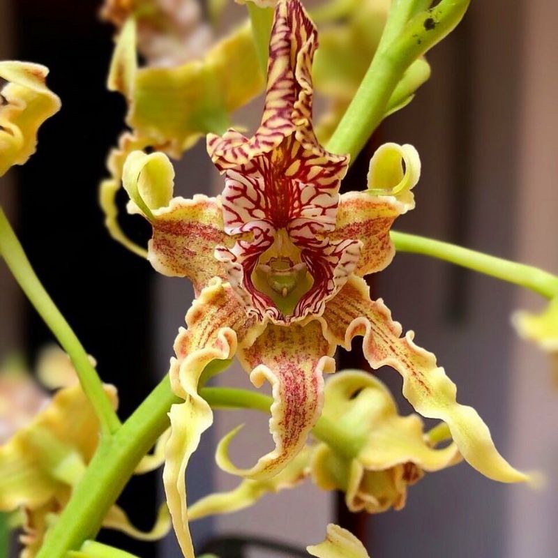 tanaman hias anggrek dendrobium spectabile sudah knop anggrek dendrobium spectabile