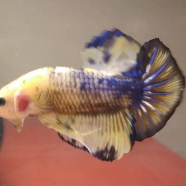 Jual cupang pk giant yellow fancy