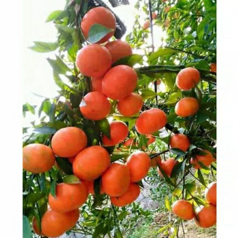

jeruk santang madu berbuah