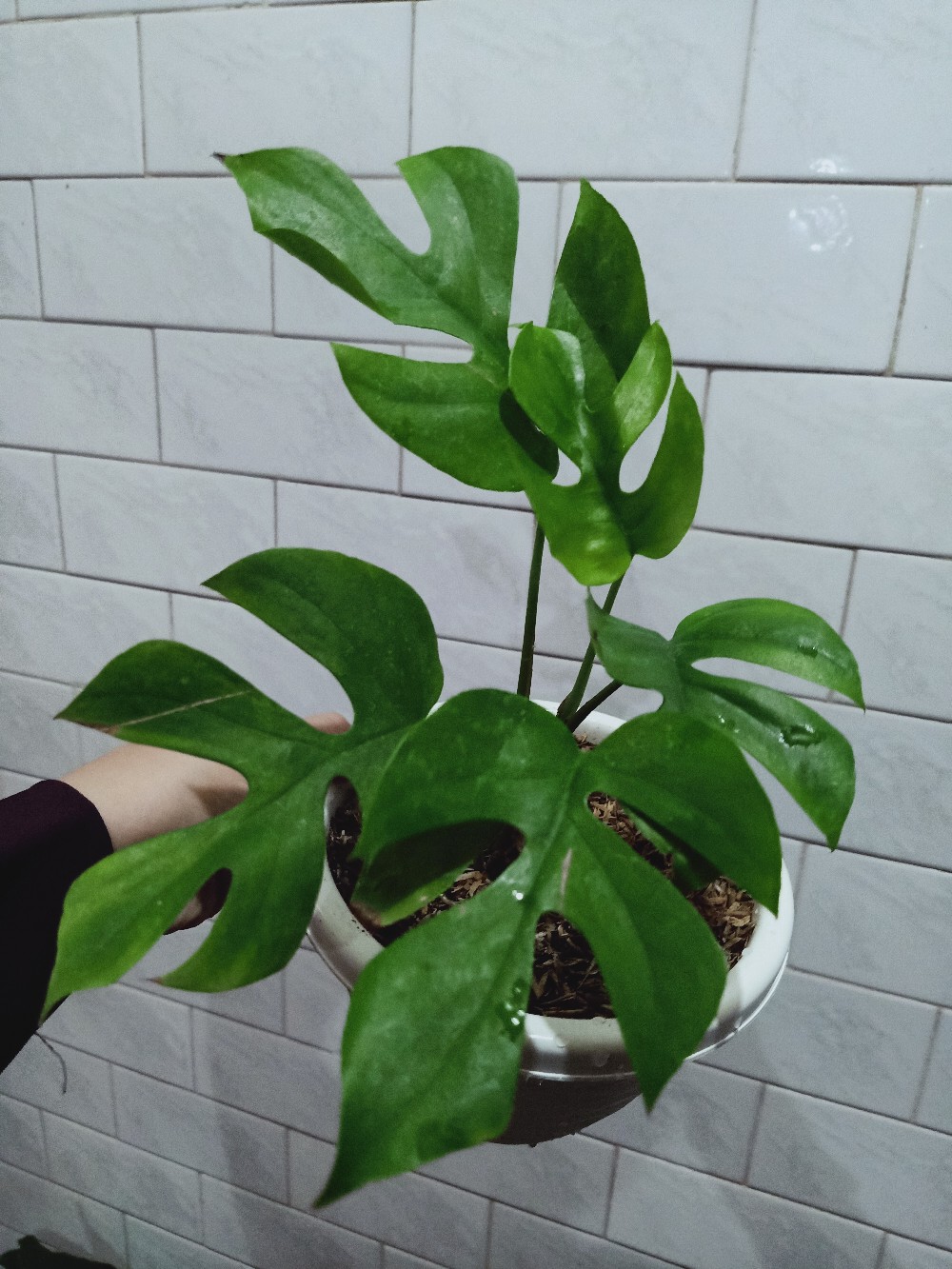 Monstera Mini Raphidopora Tetrasperma