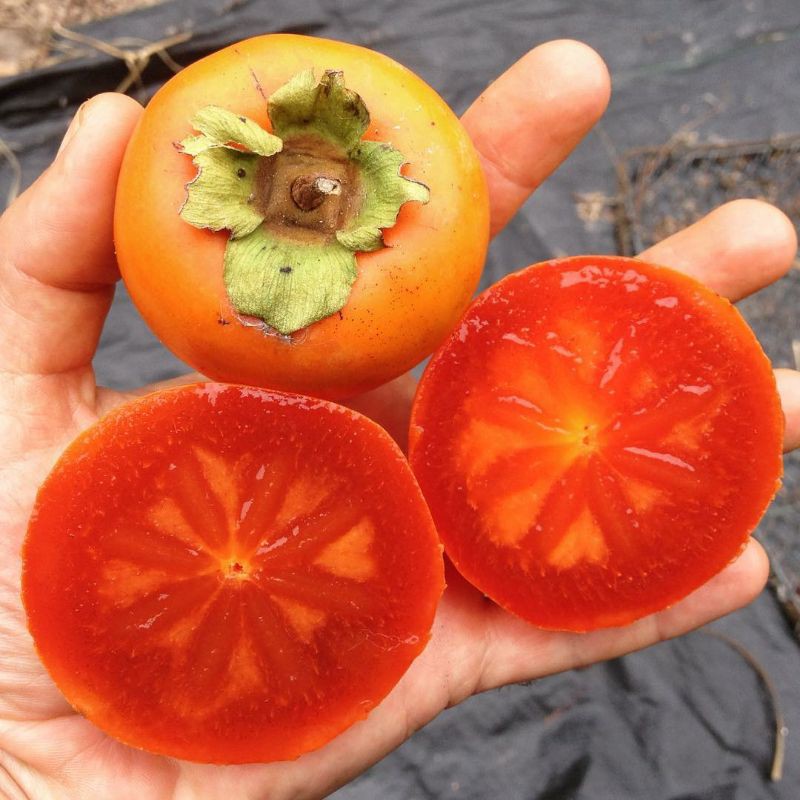 Bibit Buah Kesemek cangkok