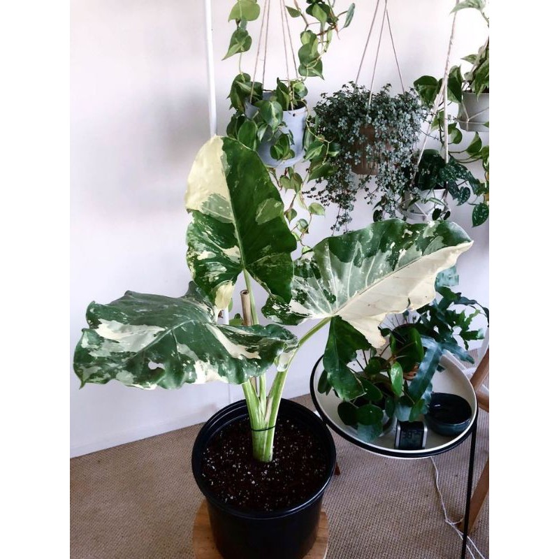 Tanaman hias langka Alocasia Variegata lompong varigata, sente varigata murah