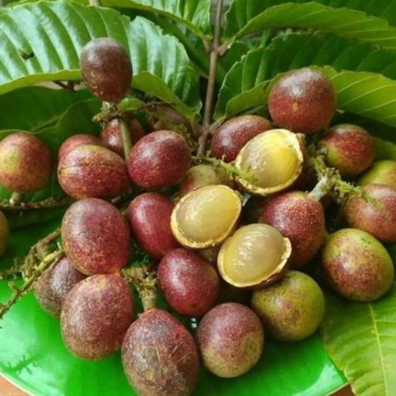 

buah matoa atau lengkeng papua per1kg