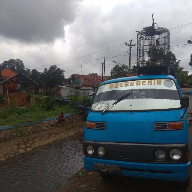 tigaputrabirdsshop_3