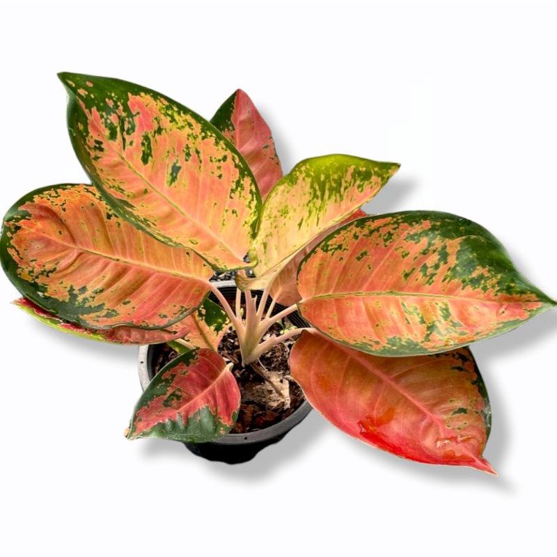 Aglonema Kochin Tembaga Merah Mutasi Tanaman Hias Aglonema Kochin Tembaga Termurah