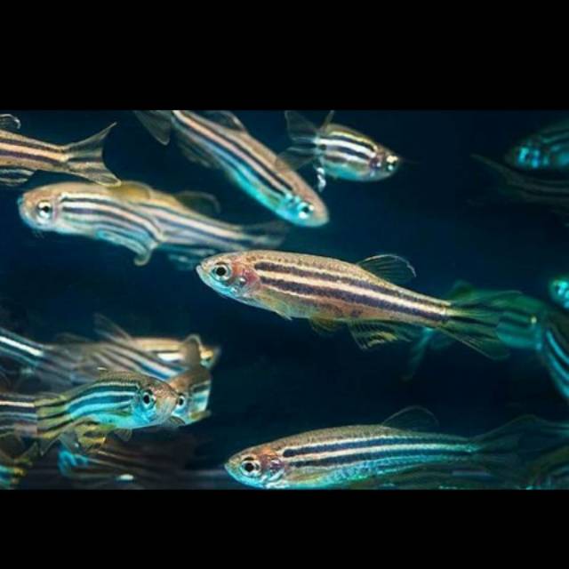 

Ikan danio zebra green