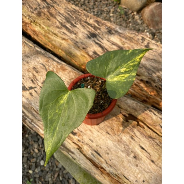 anthurium pterodactyl variegata kode Asy