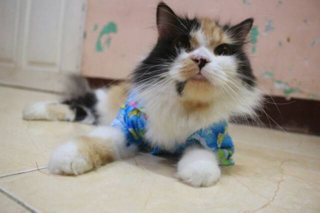 Baju pantai kucing biru lucu untuk kucing anjing / baju kucing terlaris murah size S M L XL