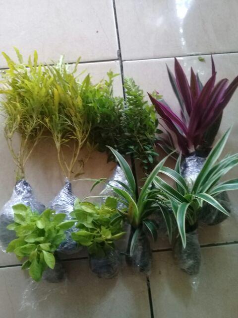 Tanaman Kerokot Kuning / Pohon Kerokot / Tanaman Krokot
