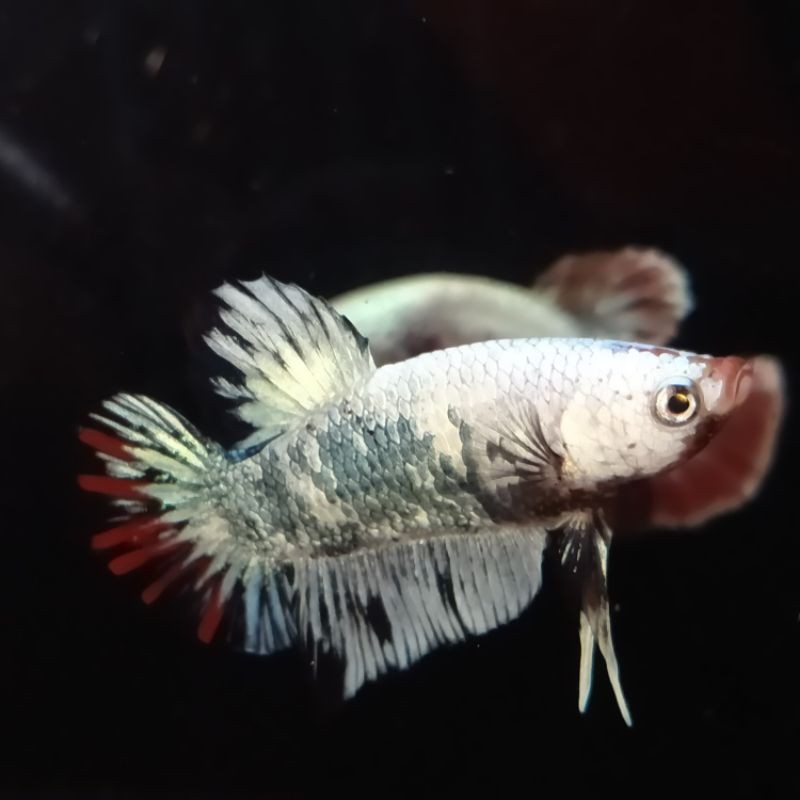 ikan cupang nemo cooper