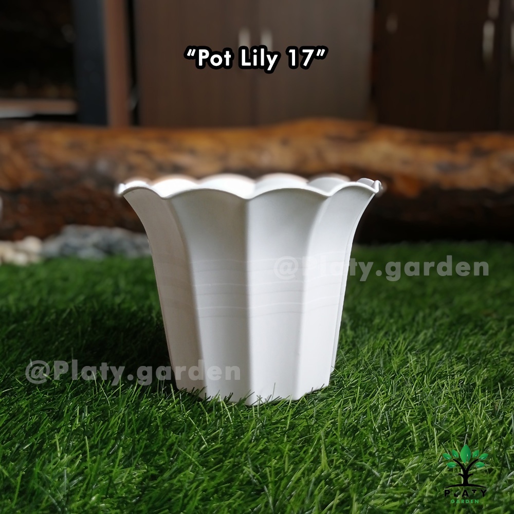 Pot Lily 17