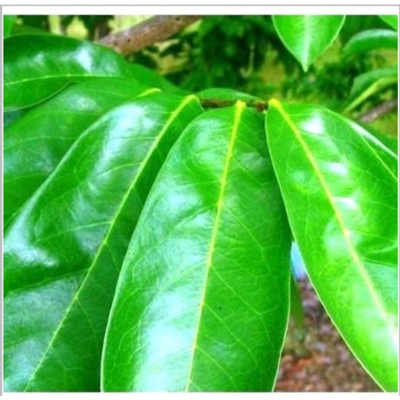 

daun sirsak segar 300g