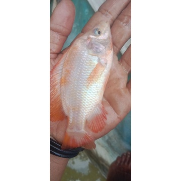 Bibit ikan mujair Nila Bangkok