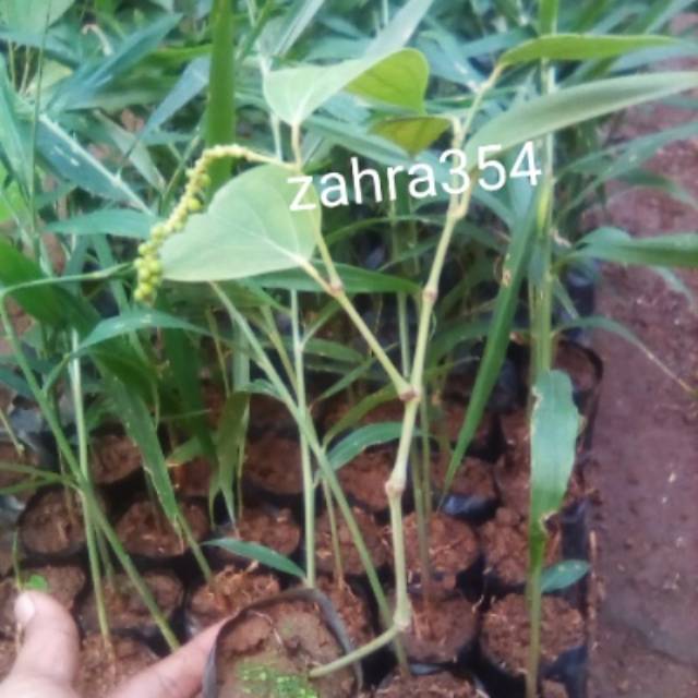 BIBIT MERICA PERDU 100% SUDAH BERBUAH // LADA PERDU BERBUAH