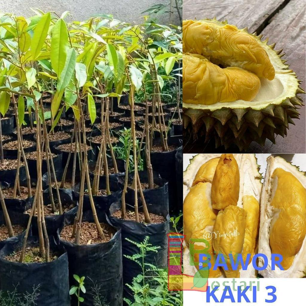 Bibit Durian bawor kaki 3 - Bibit Durian Bawor Okulasi