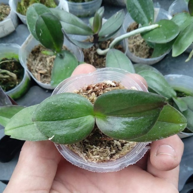 Bibit Anggrek bulan - seedling phalaenopsis hybrid taiwan