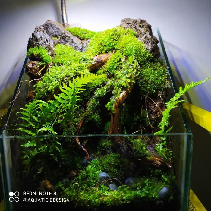 

Kanvas | Nano Vivarium / Paludarium 20 X 20 X 25 Cm