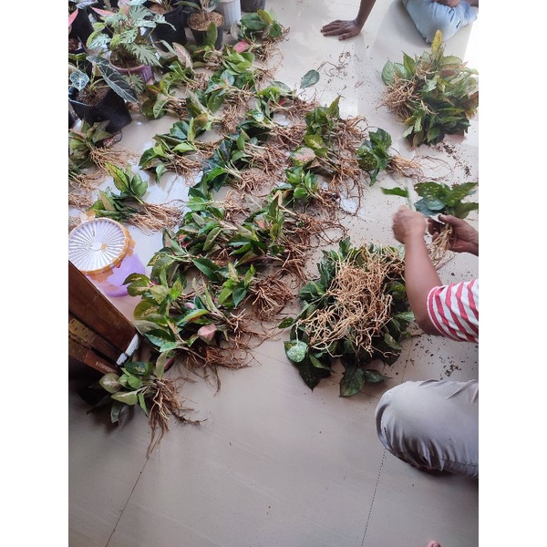 paket aglonema 10 batang anakan
