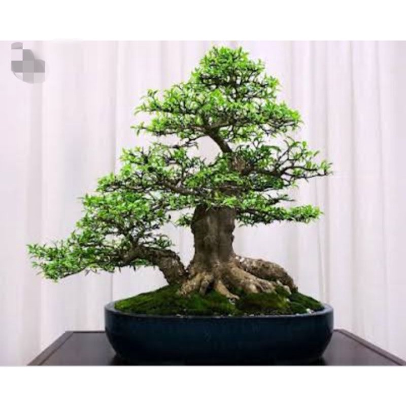 bahan bonsai anting putri mame