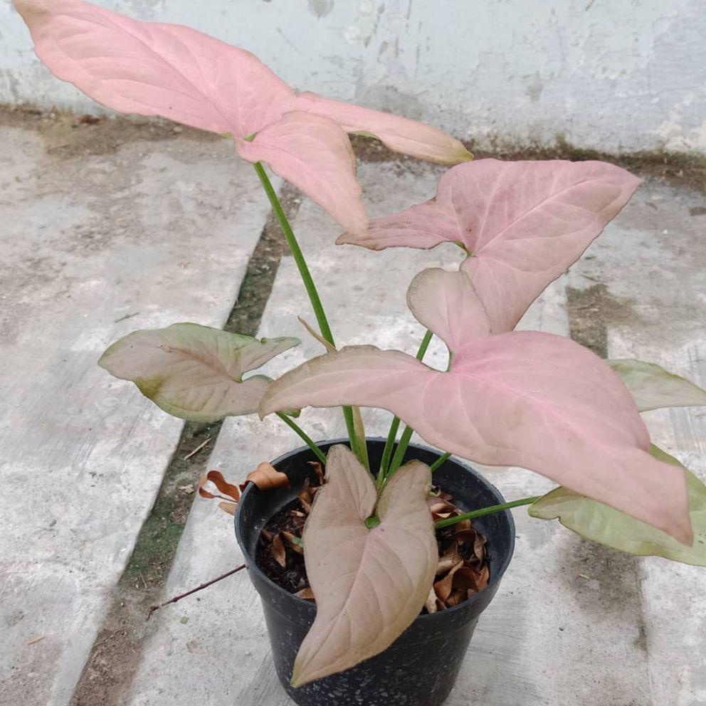 (BISA COD)TANAMAN HIAS SYNGONIUM PINK TANAMAN BUNGA MURAH BERKUALITAS