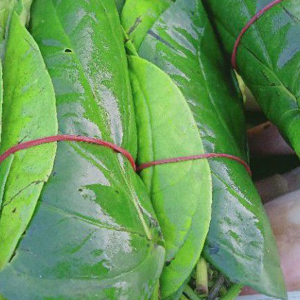 

Daun Sirih Per Ikat