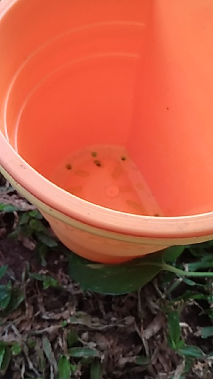 Pot Tempel Nkt Cantik