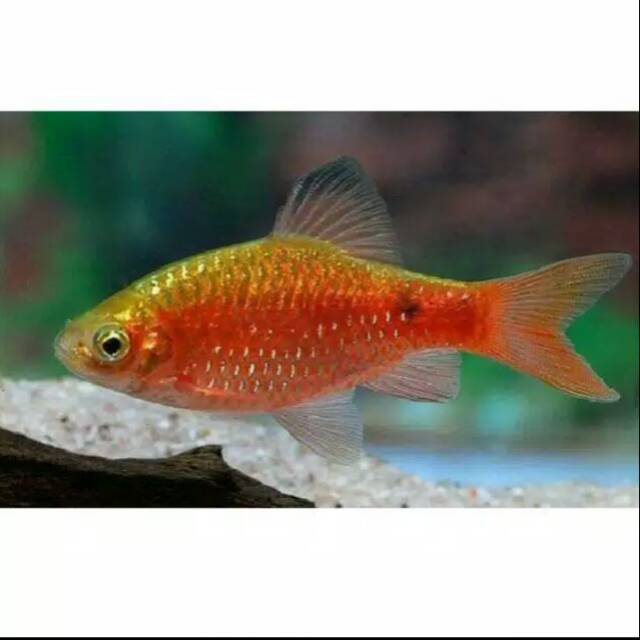 

Ikan barbir