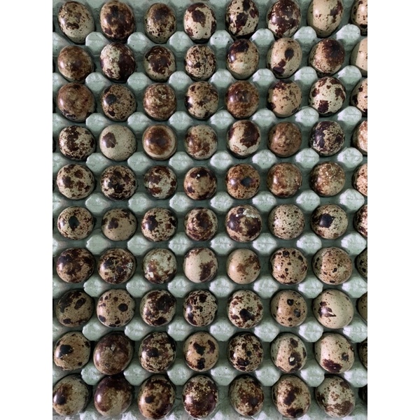 

TELUR PUYUH MENTAH (45 BIJI )