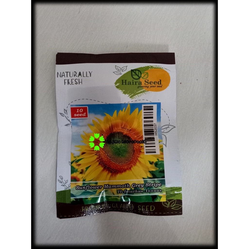 Benih/bibit Sunflower Mammoth Grey Stripe Pouch (Haira Seed)